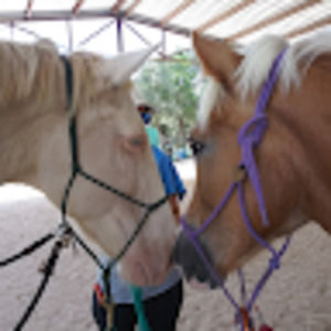 Meet your Posher, Cat